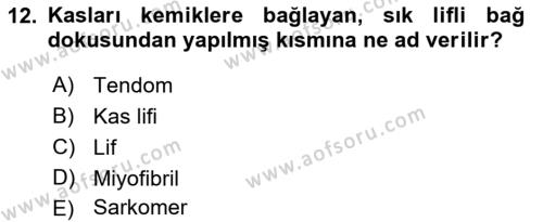 İş Hijyeni ve Ergonomi Dersi 2021 - 2022 Yılı Yaz Okulu Sınavı 12. Soru