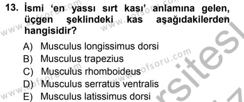 Temel Veteriner Anatomi Dersi 2012 - 2013 Yılı (Vize) Ara Sınavı 13. Soru