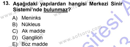 Temel Veteriner Anatomi Dersi 2012 - 2013 Yılı (Final) Dönem Sonu Sınavı 13. Soru