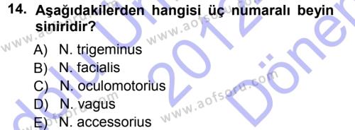 Temel Veteriner Anatomi Dersi 2012 - 2013 Yılı (Final) Dönem Sonu Sınavı 14. Soru