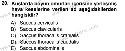 Temel Veteriner Anatomi Dersi 2012 - 2013 Yılı (Final) Dönem Sonu Sınavı 20. Soru