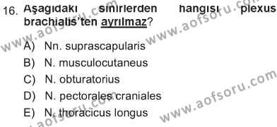 Temel Veteriner Anatomi Dersi 2012 - 2013 Yılı Tek Ders Sınavı 16. Soru