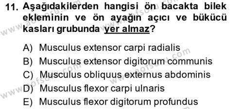 Temel Veteriner Anatomi Dersi 2013 - 2014 Yılı (Vize) Ara Sınavı 11. Soru