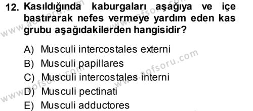 Temel Veteriner Anatomi Dersi 2013 - 2014 Yılı (Vize) Ara Sınavı 12. Soru