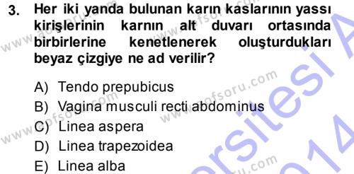 Temel Veteriner Anatomi Dersi 2013 - 2014 Yılı (Final) Dönem Sonu Sınavı 3. Soru