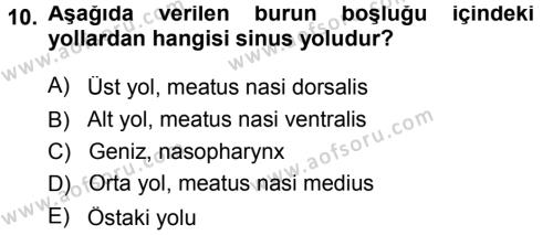 Temel Veteriner Anatomi Dersi 2013 - 2014 Yılı Tek Ders Sınavı 10. Soru