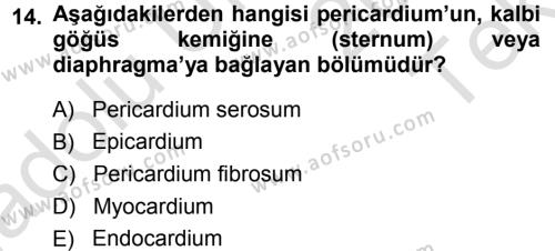 Temel Veteriner Anatomi Dersi 2013 - 2014 Yılı Tek Ders Sınavı 14. Soru