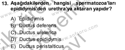 Temel Veteriner Anatomi Dersi 2014 - 2015 Yılı (Final) Dönem Sonu Sınavı 13. Soru