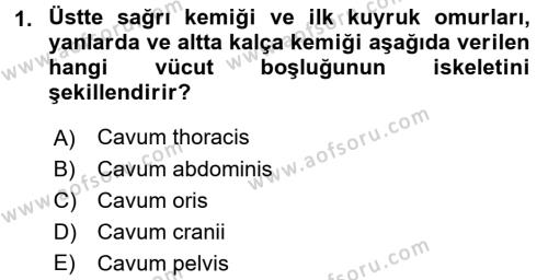 Temel Veteriner Anatomi Dersi 2017 - 2018 Yılı 3 Ders Sınavı 1. Soru