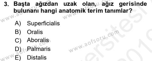 Temel Veteriner Anatomi Dersi 2018 - 2019 Yılı (Vize) Ara Sınavı 3. Soru