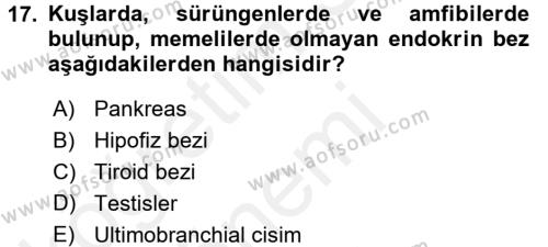 Temel Veteriner Anatomi Dersi 2018 - 2019 Yılı (Final) Dönem Sonu Sınavı 17. Soru