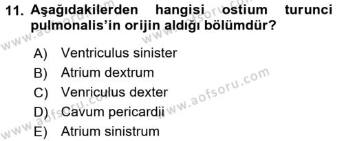 Temel Veteriner Anatomi Dersi 2019 - 2020 Yılı (Final) Dönem Sonu Sınavı 11. Soru