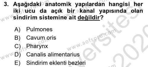 Temel Veteriner Anatomi Dersi 2019 - 2020 Yılı (Final) Dönem Sonu Sınavı 3. Soru