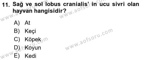 Temel Veteriner Anatomi Dersi 2020 - 2021 Yılı Yaz Okulu Sınavı 11. Soru