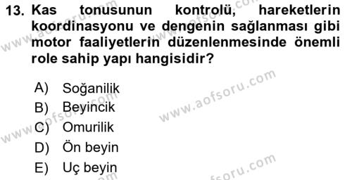 Temel Veteriner Anatomi Dersi 2020 - 2021 Yılı Yaz Okulu Sınavı 13. Soru