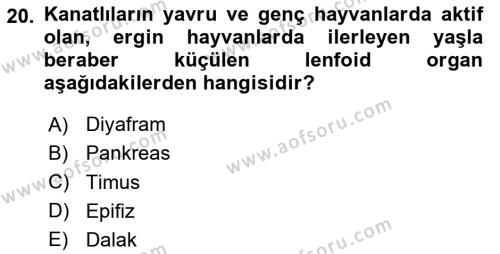 Temel Veteriner Anatomi Dersi 2020 - 2021 Yılı Yaz Okulu Sınavı 20. Soru