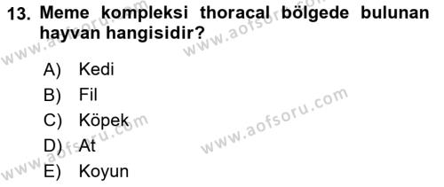 Temel Veteriner Anatomi Dersi 2021 - 2022 Yılı (Final) Dönem Sonu Sınavı 13. Soru