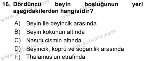 Temel Veteriner Anatomi Dersi 2021 - 2022 Yılı (Final) Dönem Sonu Sınavı 16. Soru