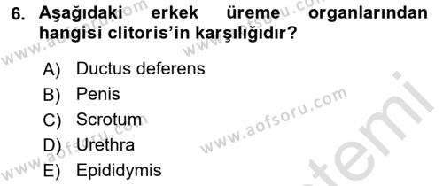 Temel Veteriner Anatomi Dersi 2021 - 2022 Yılı (Final) Dönem Sonu Sınavı 6. Soru