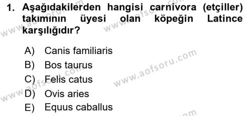 Temel Veteriner Anatomi Dersi 2021 - 2022 Yılı Yaz Okulu Sınavı 1. Soru
