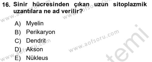 Temel Veteriner Anatomi Dersi 2021 - 2022 Yılı Yaz Okulu Sınavı 16. Soru