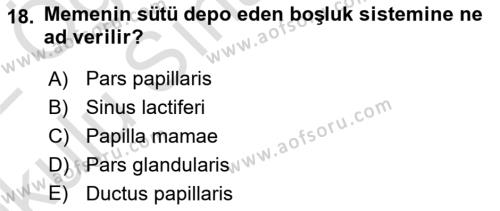 Temel Veteriner Anatomi Dersi 2021 - 2022 Yılı Yaz Okulu Sınavı 18. Soru