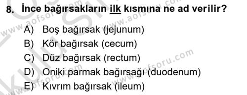 Temel Veteriner Anatomi Dersi 2021 - 2022 Yılı Yaz Okulu Sınavı 8. Soru