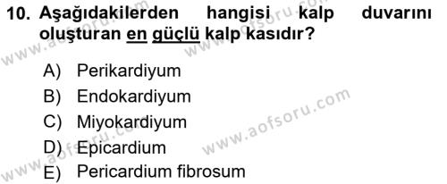 Temel Veteriner Anatomi Dersi 2022 - 2023 Yılı (Final) Dönem Sonu Sınavı 10. Soru