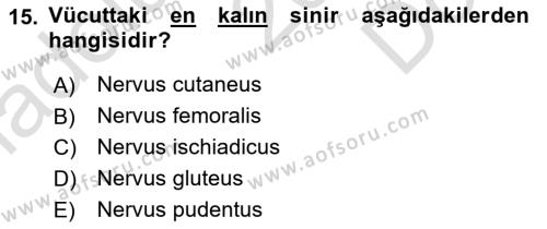 Temel Veteriner Anatomi Dersi 2022 - 2023 Yılı (Final) Dönem Sonu Sınavı 15. Soru