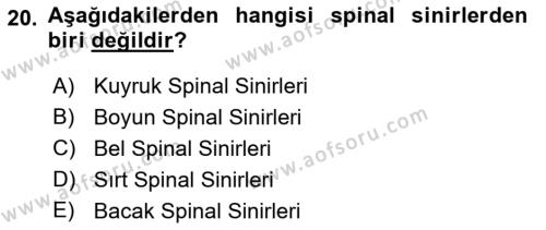 Temel Veteriner Anatomi Dersi 2022 - 2023 Yılı (Final) Dönem Sonu Sınavı 20. Soru