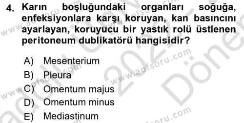 Temel Veteriner Anatomi Dersi 2022 - 2023 Yılı (Final) Dönem Sonu Sınavı 4. Soru