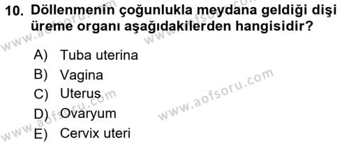 Temel Veteriner Anatomi Dersi 2022 - 2023 Yılı Yaz Okulu Sınavı 10. Soru