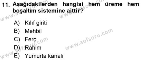 Temel Veteriner Anatomi Dersi 2022 - 2023 Yılı Yaz Okulu Sınavı 11. Soru