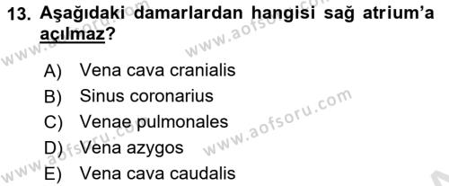Temel Veteriner Anatomi Dersi 2022 - 2023 Yılı Yaz Okulu Sınavı 13. Soru