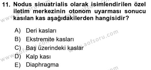 Temel Veteriner Anatomi Dersi 2023 - 2024 Yılı (Vize) Ara Sınavı 11. Soru