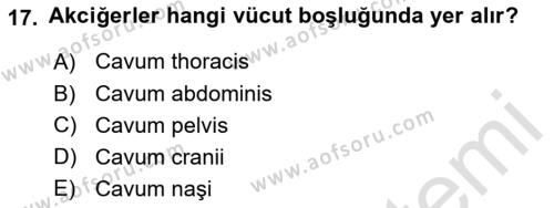 Temel Veteriner Anatomi Dersi 2023 - 2024 Yılı (Vize) Ara Sınavı 17. Soru