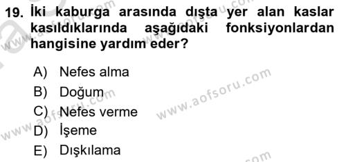 Temel Veteriner Anatomi Dersi 2023 - 2024 Yılı (Vize) Ara Sınavı 19. Soru