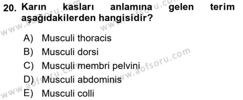 Temel Veteriner Anatomi Dersi 2023 - 2024 Yılı (Vize) Ara Sınavı 20. Soru