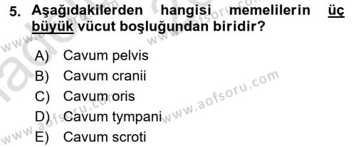 Temel Veteriner Anatomi Dersi 2023 - 2024 Yılı (Vize) Ara Sınavı 5. Soru