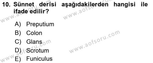 Temel Veteriner Anatomi Dersi 2023 - 2024 Yılı (Final) Dönem Sonu Sınavı 10. Soru