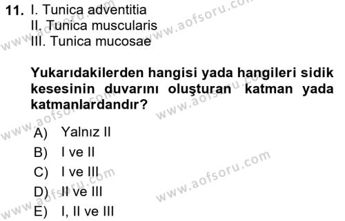 Temel Veteriner Anatomi Dersi 2023 - 2024 Yılı (Final) Dönem Sonu Sınavı 11. Soru