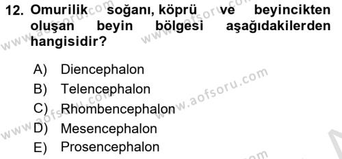 Temel Veteriner Anatomi Dersi 2023 - 2024 Yılı (Final) Dönem Sonu Sınavı 12. Soru