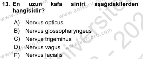 Temel Veteriner Anatomi Dersi 2023 - 2024 Yılı (Final) Dönem Sonu Sınavı 13. Soru