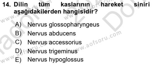 Temel Veteriner Anatomi Dersi 2023 - 2024 Yılı (Final) Dönem Sonu Sınavı 14. Soru