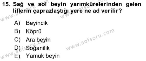 Temel Veteriner Anatomi Dersi 2023 - 2024 Yılı (Final) Dönem Sonu Sınavı 15. Soru