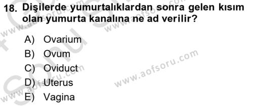 Temel Veteriner Anatomi Dersi 2023 - 2024 Yılı (Final) Dönem Sonu Sınavı 18. Soru