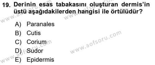 Temel Veteriner Anatomi Dersi 2023 - 2024 Yılı (Final) Dönem Sonu Sınavı 19. Soru