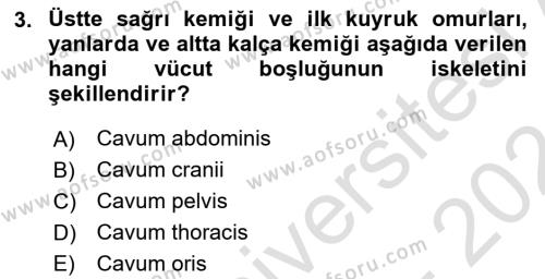 Temel Veteriner Anatomi Dersi 2023 - 2024 Yılı (Final) Dönem Sonu Sınavı 3. Soru