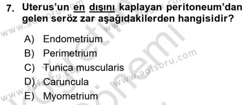 Temel Veteriner Anatomi Dersi 2023 - 2024 Yılı (Final) Dönem Sonu Sınavı 7. Soru