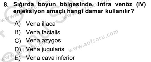 Temel Veteriner Anatomi Dersi 2023 - 2024 Yılı (Final) Dönem Sonu Sınavı 8. Soru